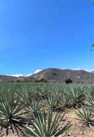 san-dionisio-ocotepec-oax